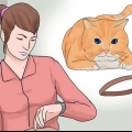 Coloque uma coleira em um gato