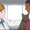 Dando sedativos a um gato