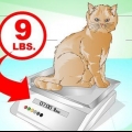 Faça um gato chegar