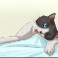Como fazer um gato parar de mastigar