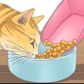 Faça um gato parar de miar