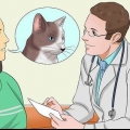 Medicando um gato