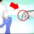 Tratando um gato com a cauda quebrada