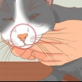Tratar um gato com nariz entupido