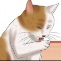 Verificando um gato para pulgas