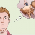 Barbear um gato