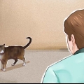 Domar um gato