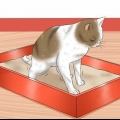 Dando um gato um enema em casa