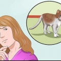 Treinando um gato para estar seguro ao ar livre e ser um bom caçador de ratos