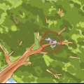 Tirando um gato de uma árvore