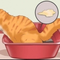 Como curar um gato de prisão de ventre