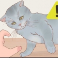 Segurando um gato