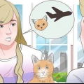 Transportar um gato de avião