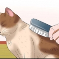 Cuidar de um gato