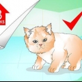 Banhando um gatinho