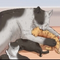 Criando um gatinho