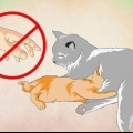 Fazendo um gatinho amar água