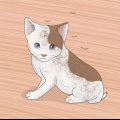 Lavando um gatinho