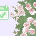 Plante uma rosa trepadeira