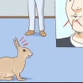 Acariciando um coelho