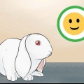 Manter um coelho e um gato como animais de estimação