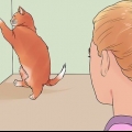 Acalmar um gato no cio