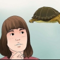 Cuidando de uma tartaruga