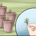 Compartilhando uma planta de lavanda