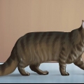 Identificando um maine coon