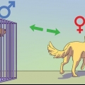 Acalmar um cão macho quando uma fêmea está no cio