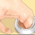 Alimentando uma cadela