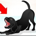 Treinando um labrador travesso