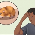 Pegando um hamster fugitivo