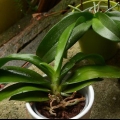 Replantar uma orquídea