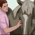 Ensine um cavalo