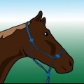 Escovar um cavalo
