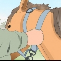 Montando um cavalo