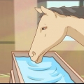 Alimentando um cavalo