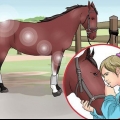 Coçar o casco de um cavalo