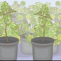 Cultivando uma árvore de jacarandá
