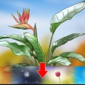 Poda de uma planta de remendo do paraíso