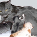 Alimentando um gatinho recém-nascido