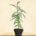 Plantando um pessegueiro