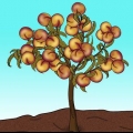 Poda de um pessegueiro