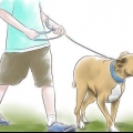 Criando um pitbull
