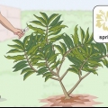 Poda de uma plumeria