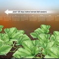Cultivando uma abóbora