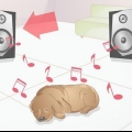 Acalmar um cachorro