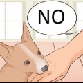 Como fazer um cachorro parar de morder