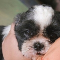 Como fazer um cachorro parar de rosnar quando você o pega